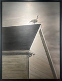 Goose on the Roof